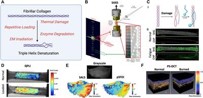 Optical Imaging of Dynamic Collagen Processes in Health and Disease